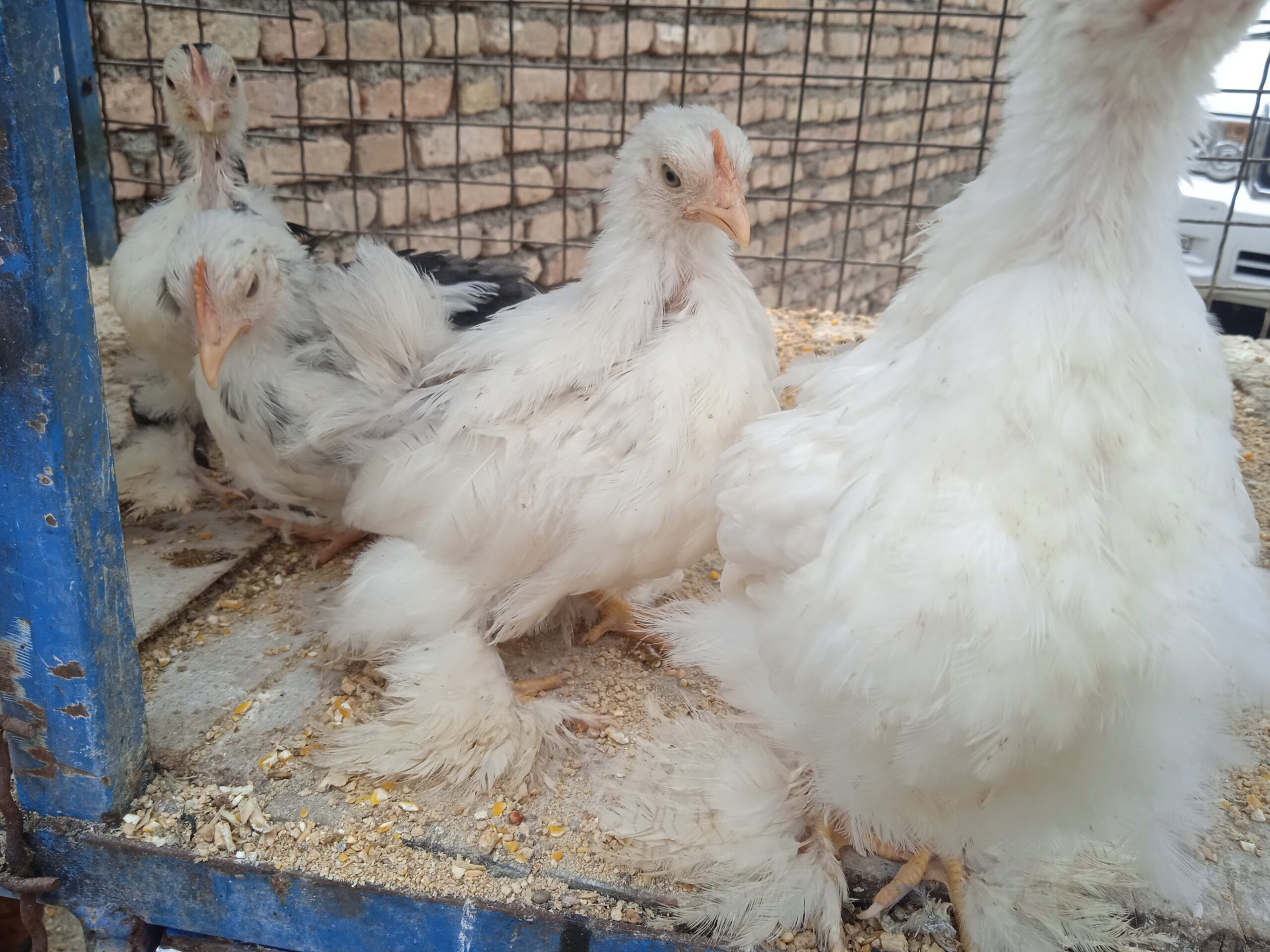 جوجه کوشین