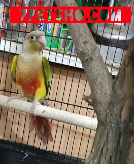 جوجه طوطی گرینچیک 