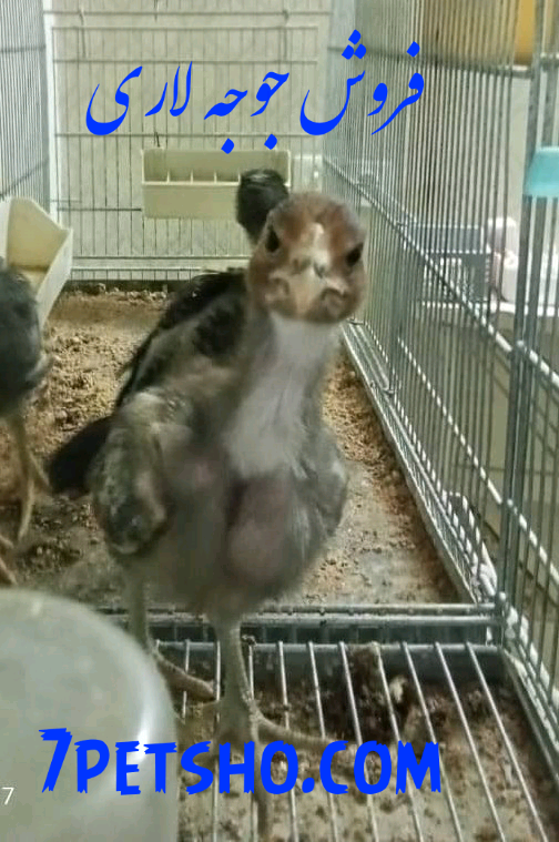 مرغ و خروس لاری 