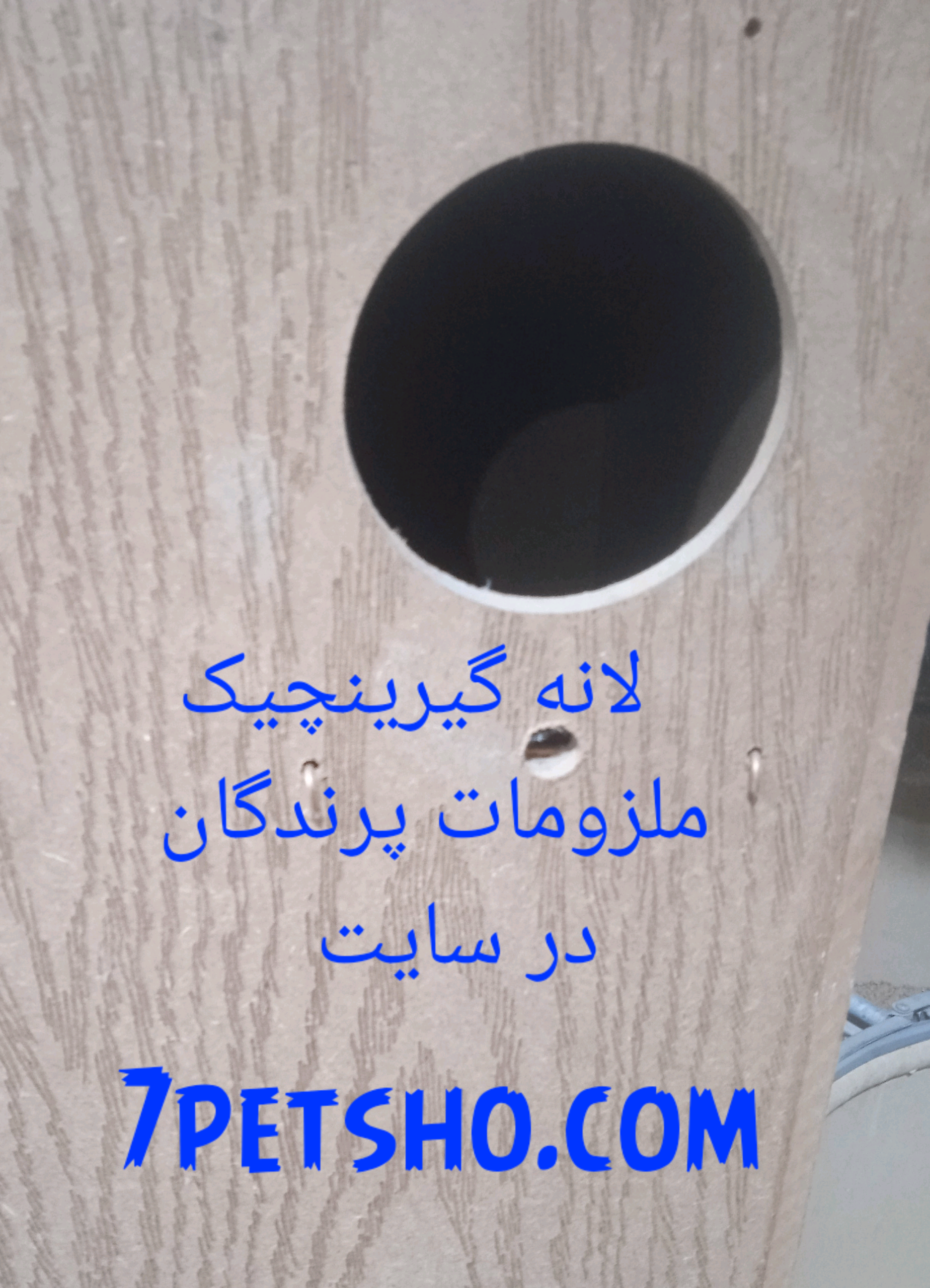 لونه طوطی گیرینچیک 